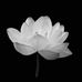 Profile Picture of Le Anh Duc (@Le-Anh-Duc) on Facebook