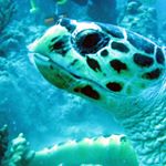 Profile Picture of Peter Falkenberg (@falkenberg.pete) on Instagram