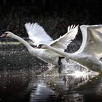 Profile Picture of Iris Zimmer (@iris.zimmer.77) on Instagram