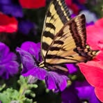 Profile Picture of Pamela Herbert (@Pamela-Herbert) on Facebook