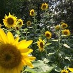 Profile Picture of Frances Osburn (@osburnfrances) on Instagram