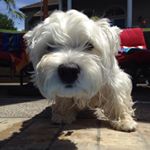 Profile Picture of Robert N Malone (@robertnmalone) on Instagram