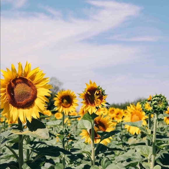 Profile Picture of Weronika Wolak (@wwolak598) on Poshmark