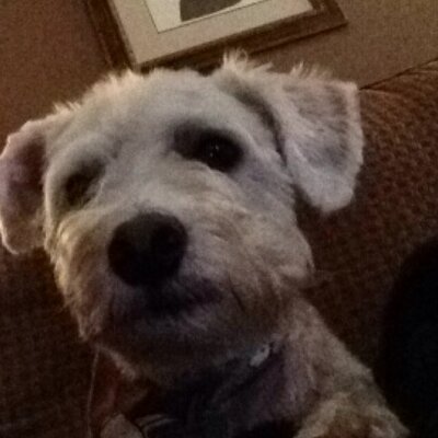 Profile Picture of Chris Comizio (@CComizio) on Twitter