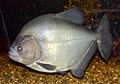 Profile Picture of Redeye piranhaon Wikipedia