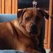 Profile Picture of Frank Manetta (@krmb300) on Pinterest