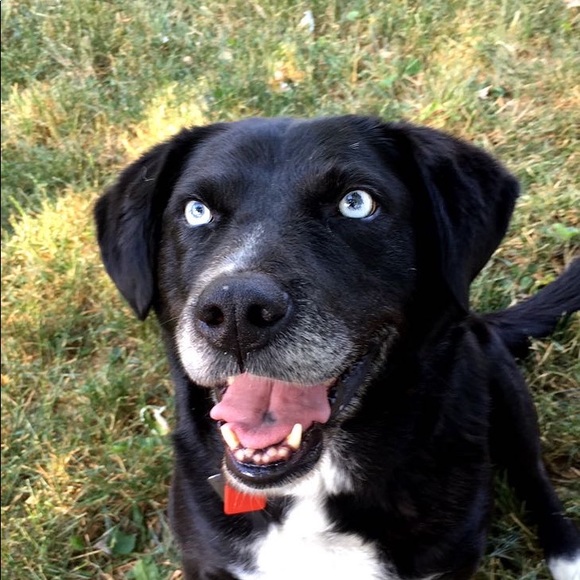 Profile Picture of Alison Forsythe (@forsythia09) on Poshmark