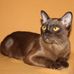 Profile Picture of Nancy Rodibaugh (@nancy.rodibaugh.9) on Facebook