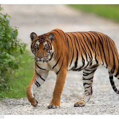 Profile Picture of SamirOmar (@SamirOmar74) on Twitter