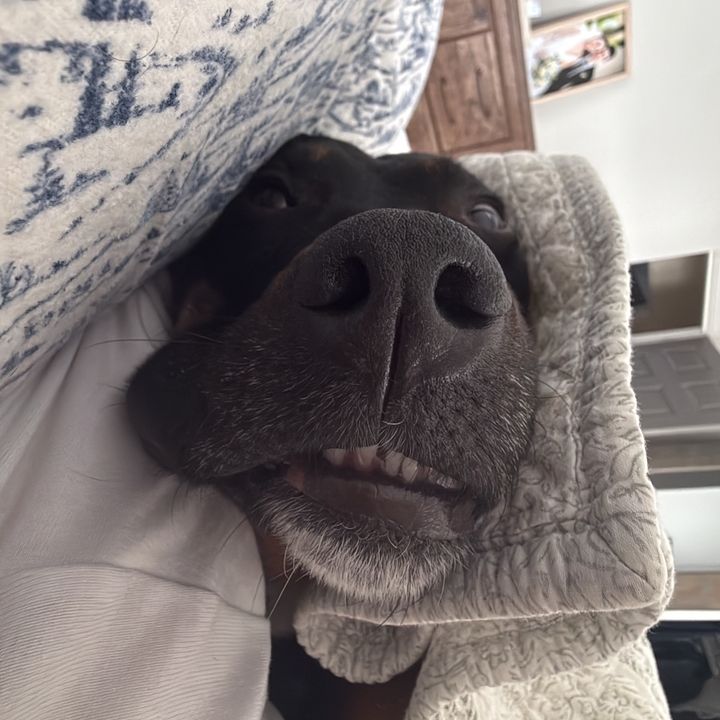 Profile Picture of McEnroe (@pibble_nibble) on Tiktok