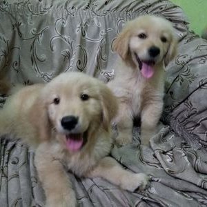 Profile Picture of Andy Balboa Ruelas (@Ruelas_Balboa) on Twitter