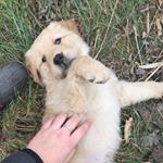 Profile Picture of Gradythegolden (@grady_golden) on Instagram