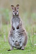 Profile Photo of Red-necked wallabyon Wikipedia