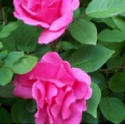 Profile Picture of Barry Stark (@barry86435) on Twitter