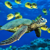 Profile Picture of James Crowley (@jamescrowley5945) on Youtube