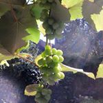 Profile Picture of Jim Legge (@jimlegge101) on Instagram