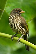 Profile Picture of Palmchaton Wikipedia