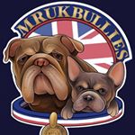 mrukbullies - Instagram Profile Picture of mrukbullies (@mrukbullies) on Instagram