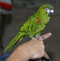 Profile Picture of Red-shouldered macaw - Wikipediaon Wikipedia