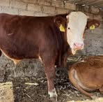 Profile Picture of Walter Interiano (@Walter-Interiano) on Facebook