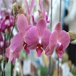 Profile Picture of James Brown (@sacredalomadurov) on Instagram