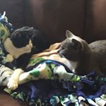 Profile Picture of Tara Leach (@wadsworthandbellatrix) on Instagram