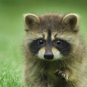 Profile Picture of Lucas Arce (@lucasarce3298) on Youtube