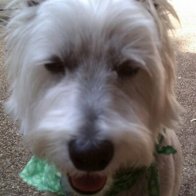 Profile Picture of Mcinnis Sam (@8135f5eb06a4415) on Twitter