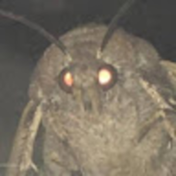 Profile Picture of Kenneth The bean overlord (@bean696969) on Poshmark