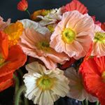 Profile Picture of Joanna Foster (@florasutra) on Instagram