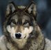 Profile Picture of Hazel Wolfe (@hazel.wolfe.921) on Facebook