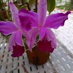 Profile Picture of Maria goreti silva (@goretiveloso01) on Instagram