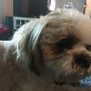 Profile Picture of Chase Unruh (@@trotter_and_dogs) on Tiktok