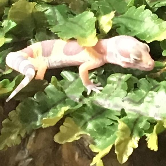 Profile Picture of Addison Collins (@addisoncolli116) on Poshmark