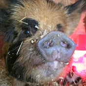 Profile Picture of Shannon Chandler (@shannonchandler9934) on Youtube