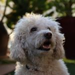 Profile Picture of mushik (@poodle_mushik) on Instagram