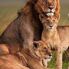 Profile Picture of Michael Sandford (@michaelsandford57) on Tiktok