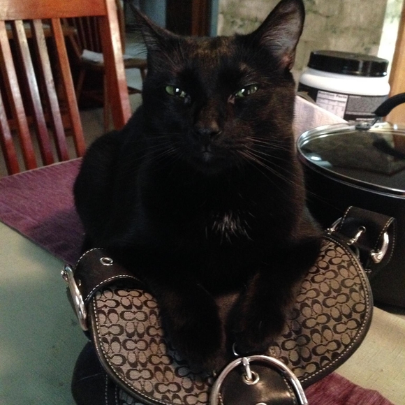 Profile Picture of Janet Bowman-paez (@jbowms) on Poshmark