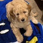 Profile Picture of Amber (@friendlyneighborhooddoodle) on Instagram