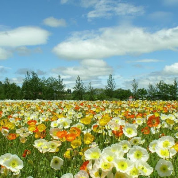 Profile Picture of Angela Bennett (@iambennett8979) on Poshmark