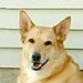 Profile Picture of Carol Lehmann (@lizzajane007) on Pinterest