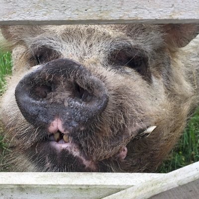 Profile Picture of Deborah Collinge (@DebsCollinge) on Twitter