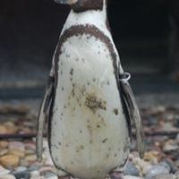 Profile Picture of Ruth Pfeifer (@pfeifer0414) on Pinterest