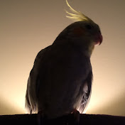 Profile Picture of Jody McAdams (@YuniYoshi) on Youtube