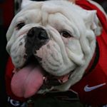 Profile Picture of Paul Vann (@uga_sic_em_woof_woof) on Instagram