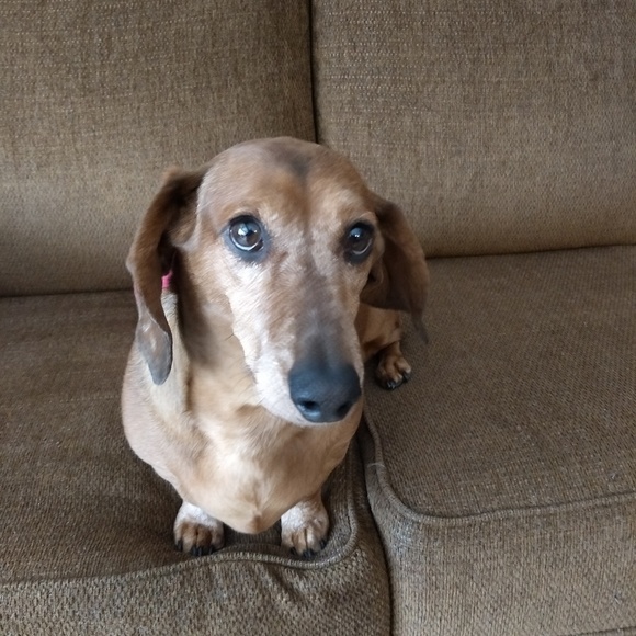 Profile Picture of Stacy Wullschleger (@slwull) on Poshmark