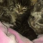 Profile Picture of Robin Abbott (@tsauve74) on Instagram