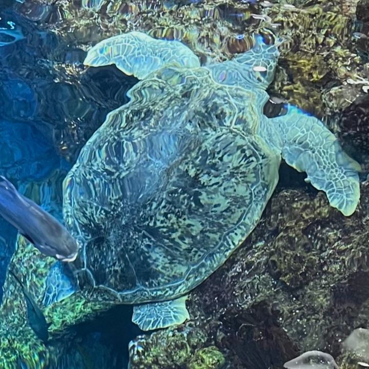 Profile Picture of retiredmirandasings (@retiredmirandasings) on Tiktok