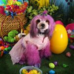 Profile Picture of Renee Laughlin (@reneespetstyles) on Instagram