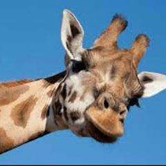 Profile Picture of Bryan Dodds (@bryandodds) on Tiktok